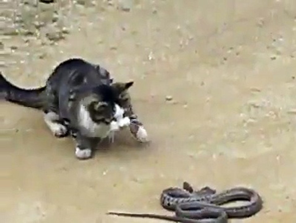 Cat fights and eats snake
