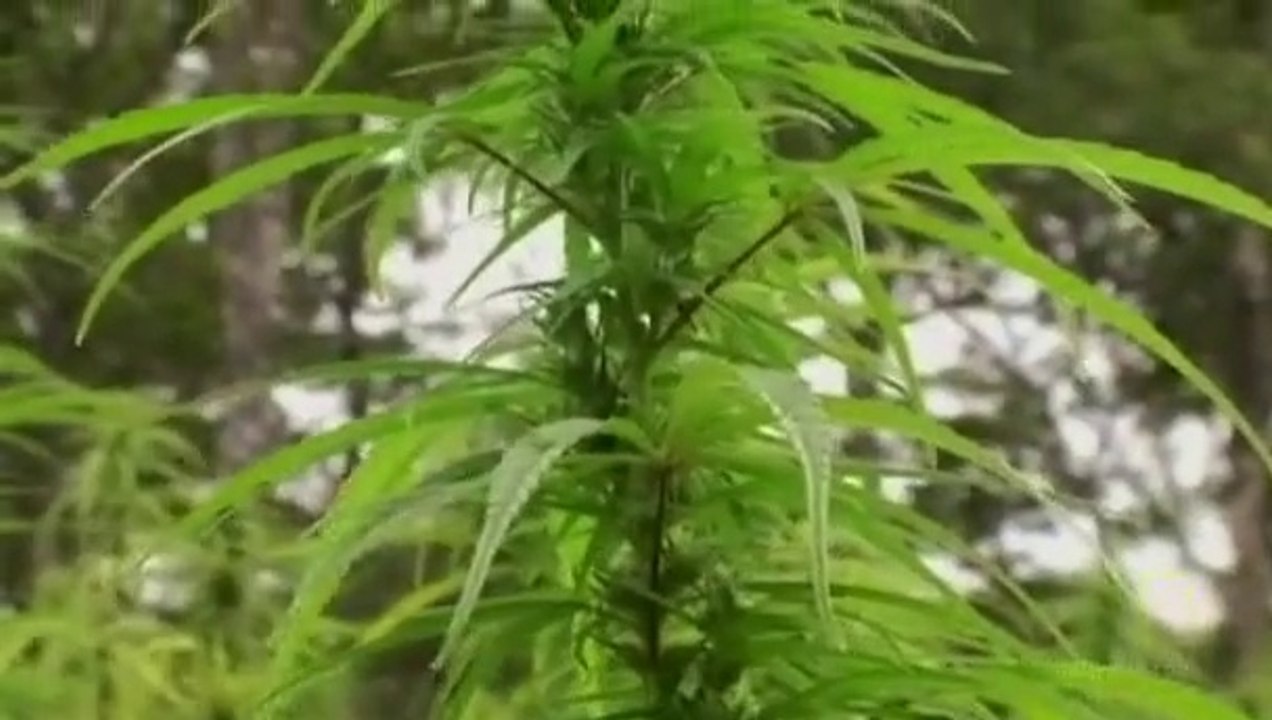 Drugs Inc MARIHUANA S01E04 (subtitulado)