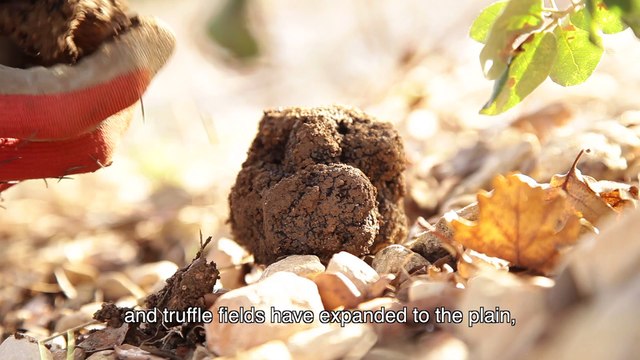 Truffles in Provence 4.1 - Mont Ventoux