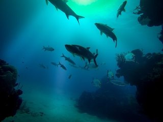 How to Create Amazing Underwater GoPro Photos Using Lightroom - PLP #153