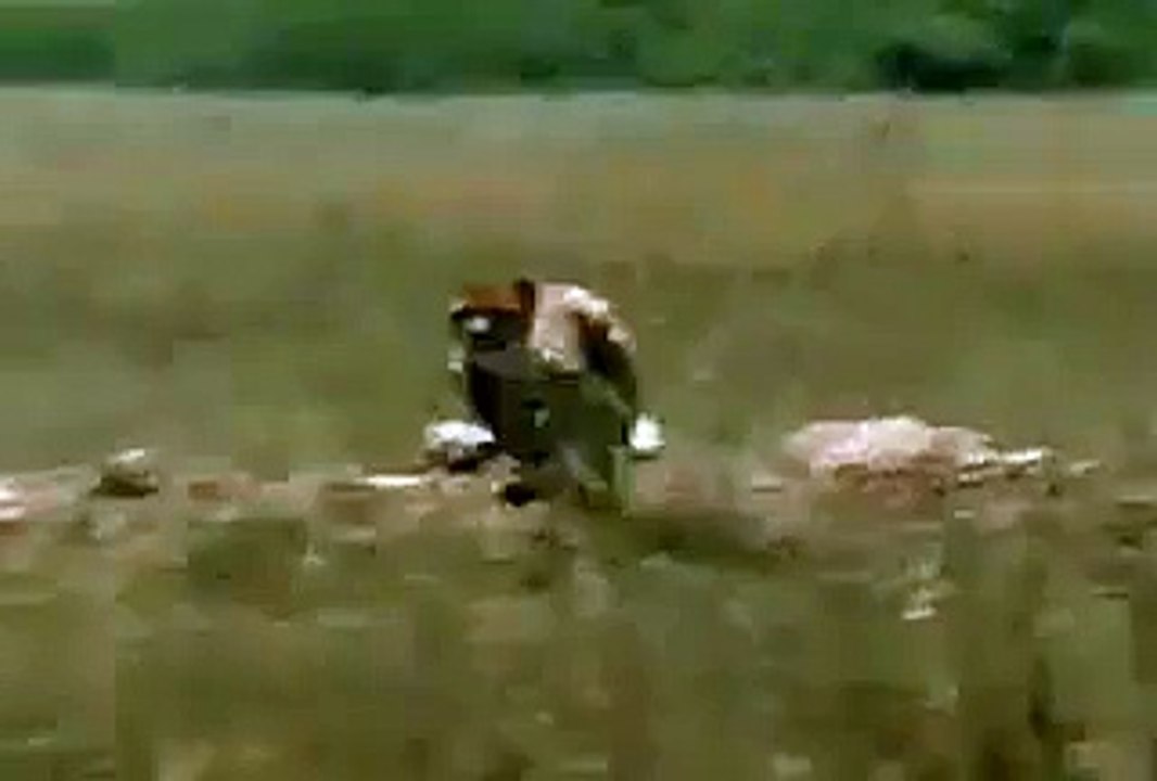Leopard vs Man