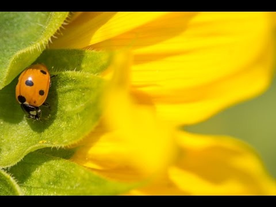 Tips & Tricks on Macro Photography - PLP #154