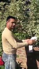 Funny punjabi People rupees from tree