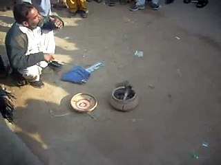 SNAKE PAIR IN NIGROTA GANG(SHAKER GARH)chand0203