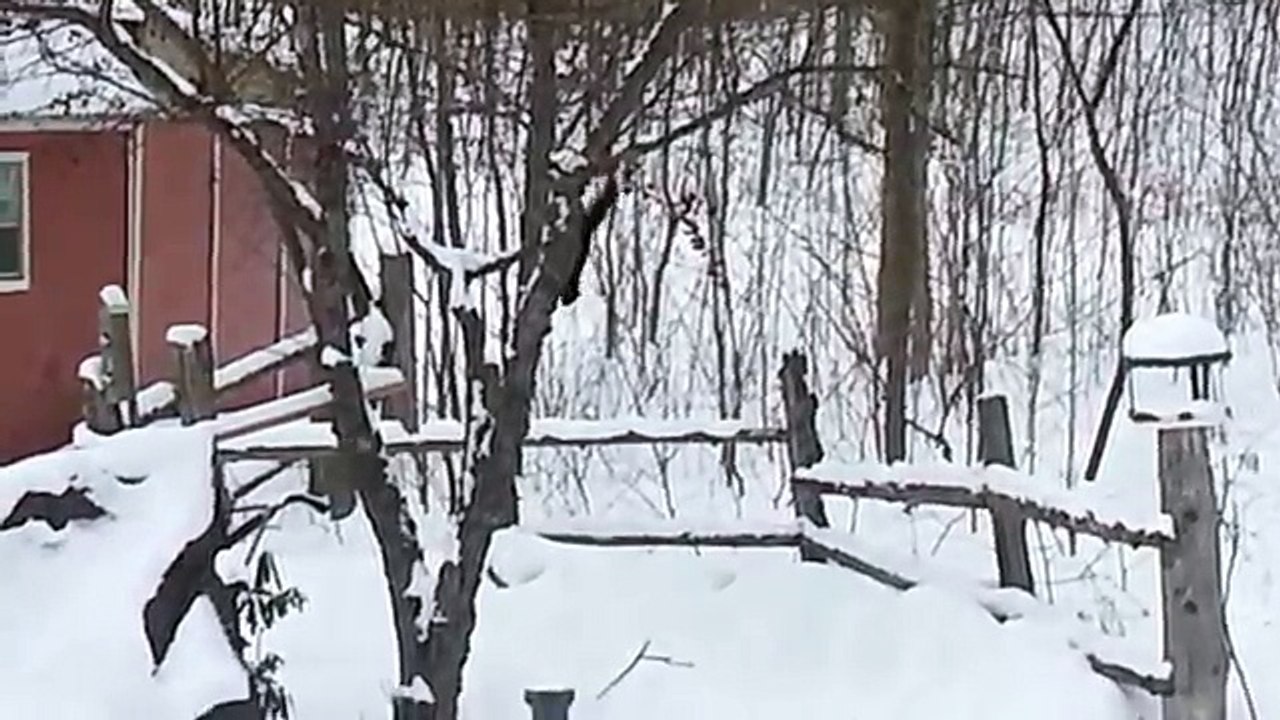 C'est ce qui arrive quand un écureuil mange un peu trop de pommes de crabe pourris