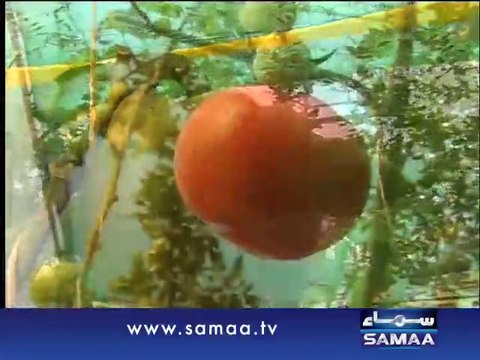 Amazing! Without Soil Healthy, Organic, Poison Free Crops and Fruits in Pakistan