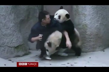 panda playing with man