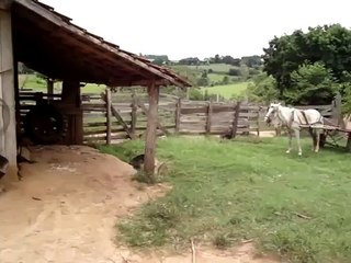 Ce cheval a eu son permis de conduire !