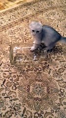 Un chaton très curieux fini dans un bocal!