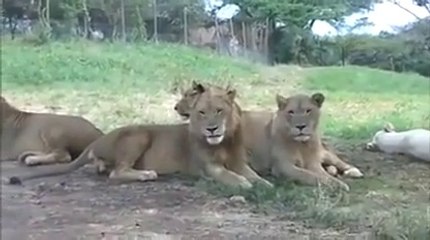 Unlike PMLN's Fake Lion This Real Lion Does Have Logic To Surprise You