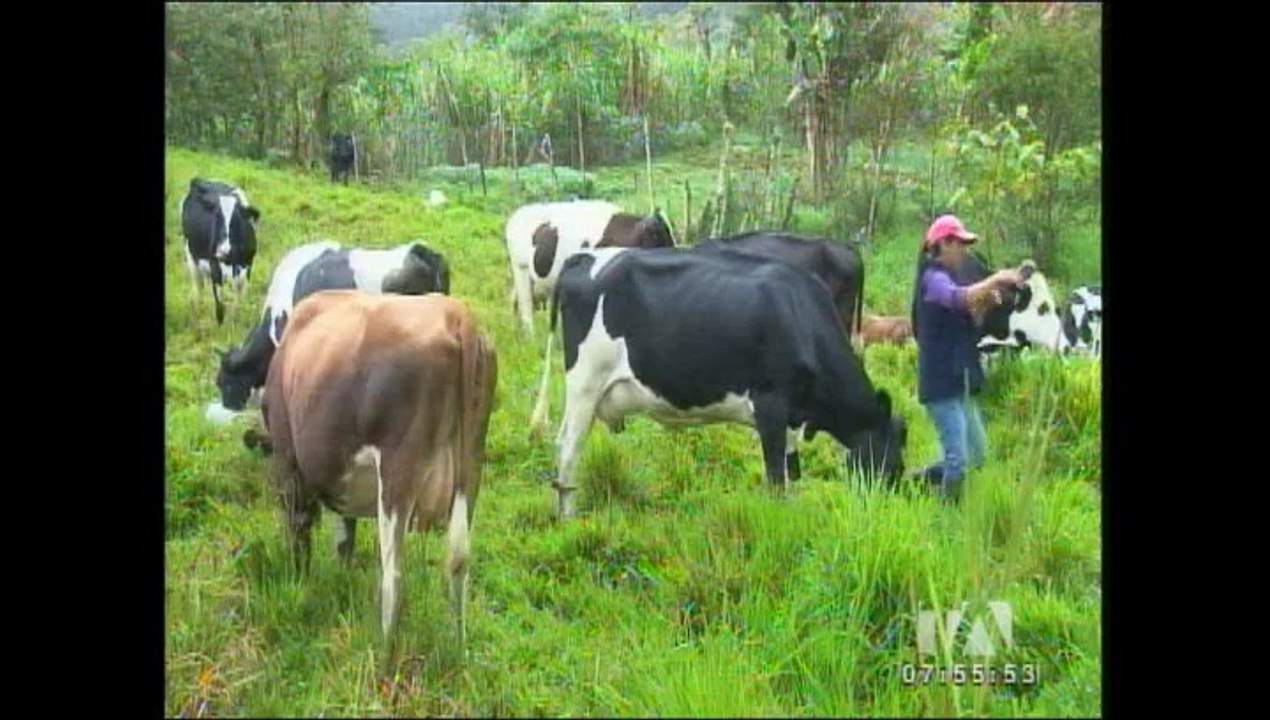 Ecuador es declarado libre de fiebre aftosa