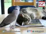 Pigeon fun with sleeping cat