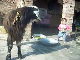 FIGHTER BAKRA $ BABY FUN(SHAHAR BANO)(NIGROTA GANG) chand0203