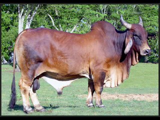 Red Sindhi ( Surkh Sindhi) Nasal by Dr.Ashraf Sahibzada