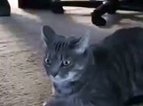 Funny cat Laughing Cat smesna macka cool smeh do suza, smesni snimci video klipovi