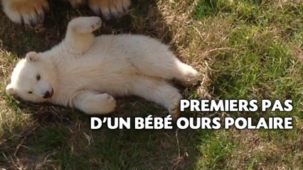 Premiers pas d'un bébé ours polaire