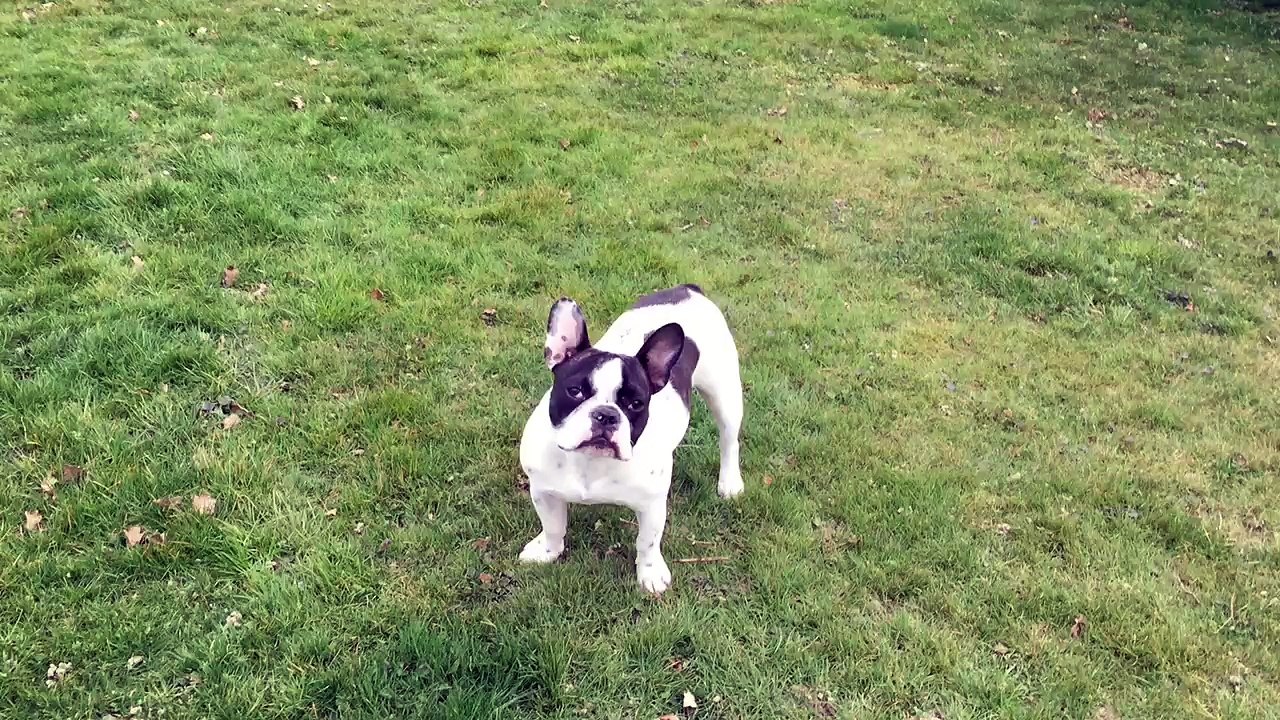 THE JERRY SHOW (09/03/2015)