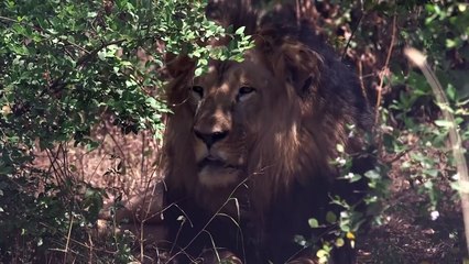 Ethiopia's iconic black-maned lions fading fast