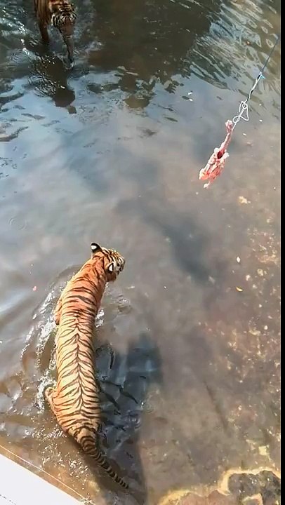 Fishing For Tigers