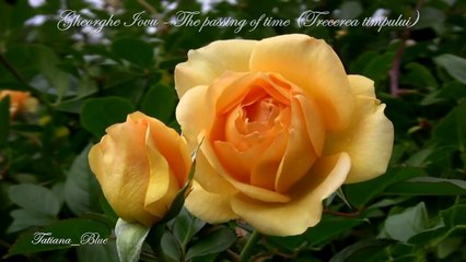 Gheorghe Iovu - The passing of time... (Trecerea timpului)