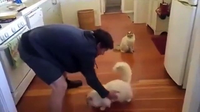 Your cat might be cool, but it'll never be this cool.