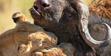 Aslanların Bufalo Avı