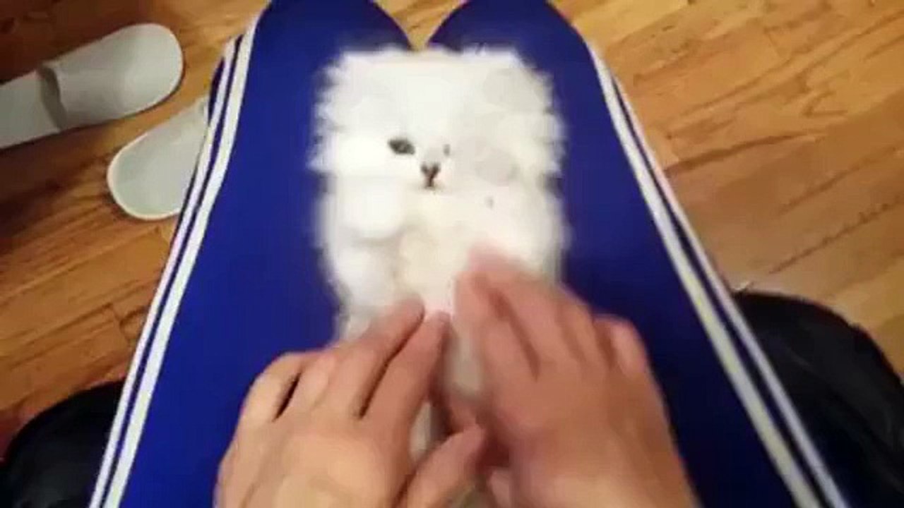 Cutest cat