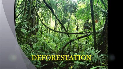 Deforestation