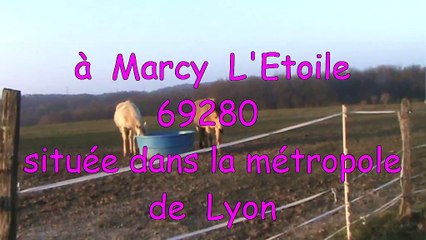 Tournage de tendresse avec les Chevaux  et Denis  Etienne MILLIAT  en  2015 lieu Lyon