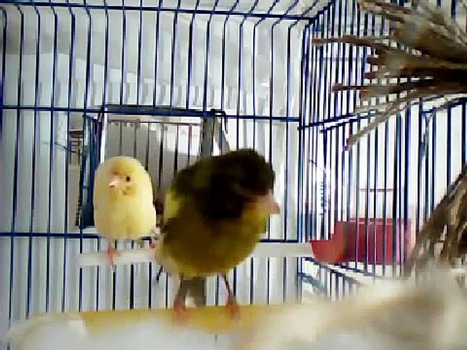 Atlantic Canary (Serinus canaria) - Bird Song [Canário]