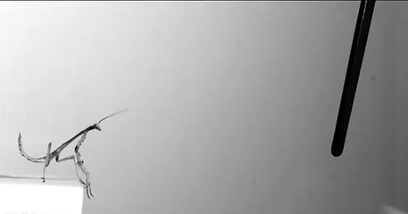 A praying mantis jump. (1000 frames per second)