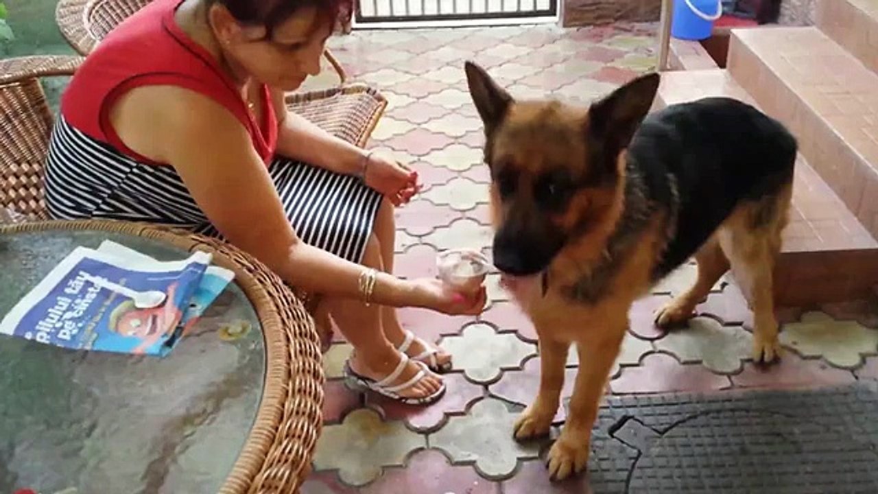 Funny Wolf Dog Eating Ice Cream With Spoon