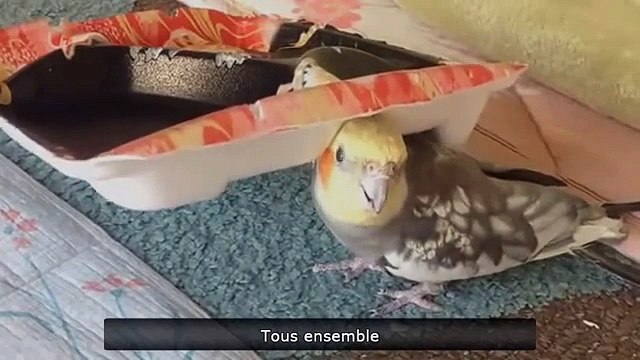 Top Wins & Fails Zap de Spi0n n°215