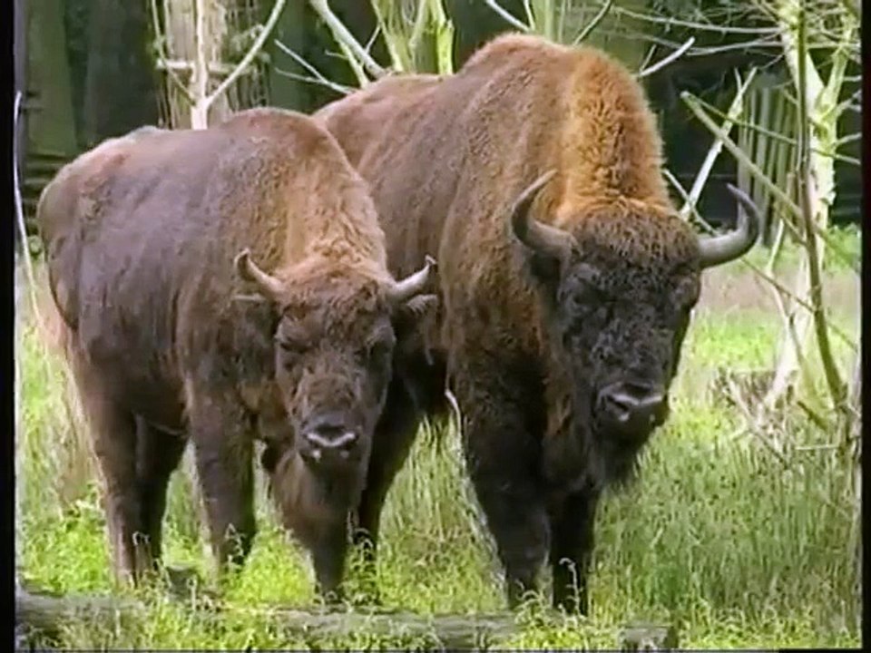 Le président français vu par les animaux