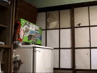 Le chat qui n'a pas peur des murs pour de la nourriture
