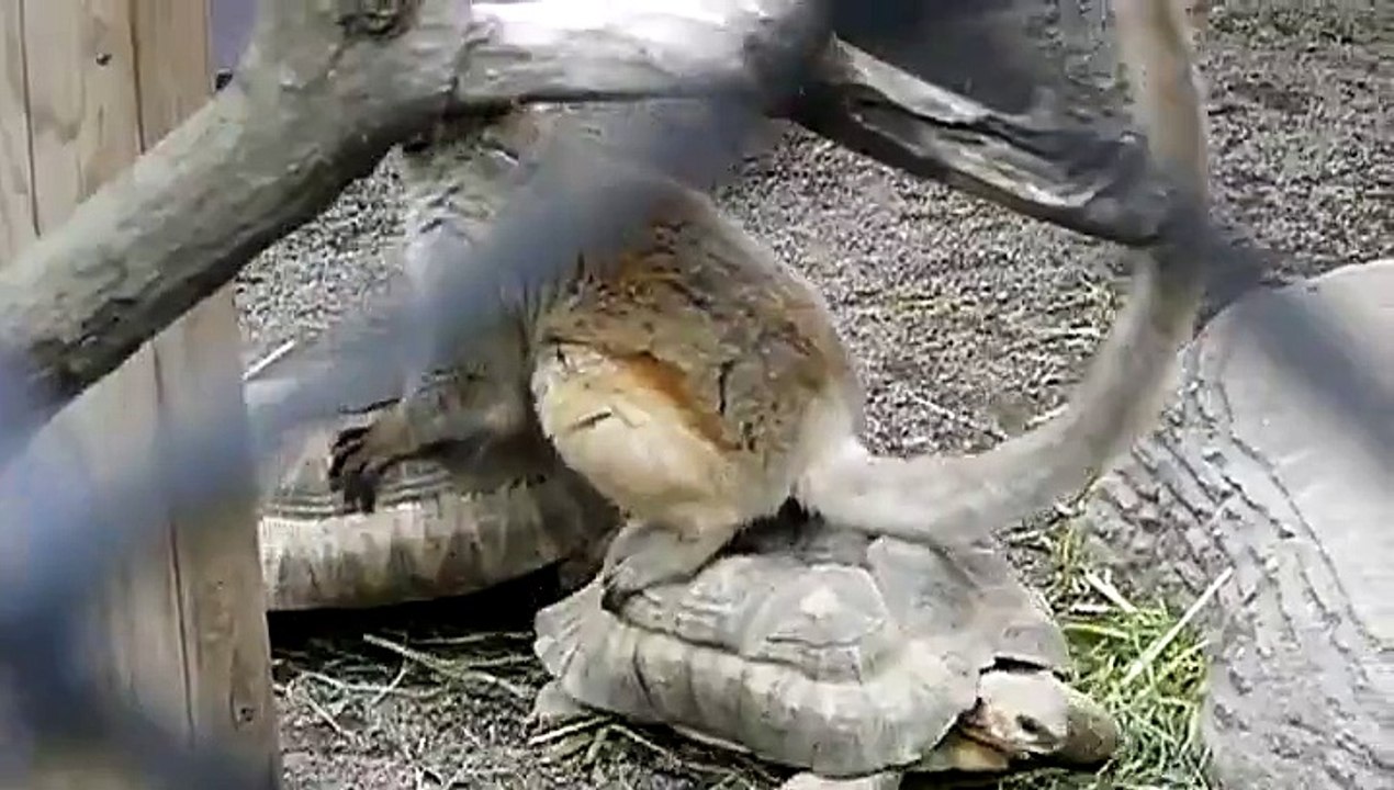 Un nouveau moyen de transport plutôt original