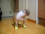 Comment marche votre chien quand vous lui mettez des chaussures?
