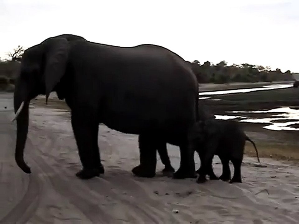 Un bébé élephant se fait peur tout seul