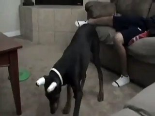 Origine de l'expression : Nom d'un chien