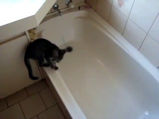 Le petit chat qui n'aimait pas l'eau