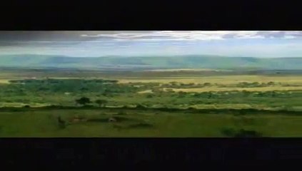 Une antilope complètement débile se prend un arbre