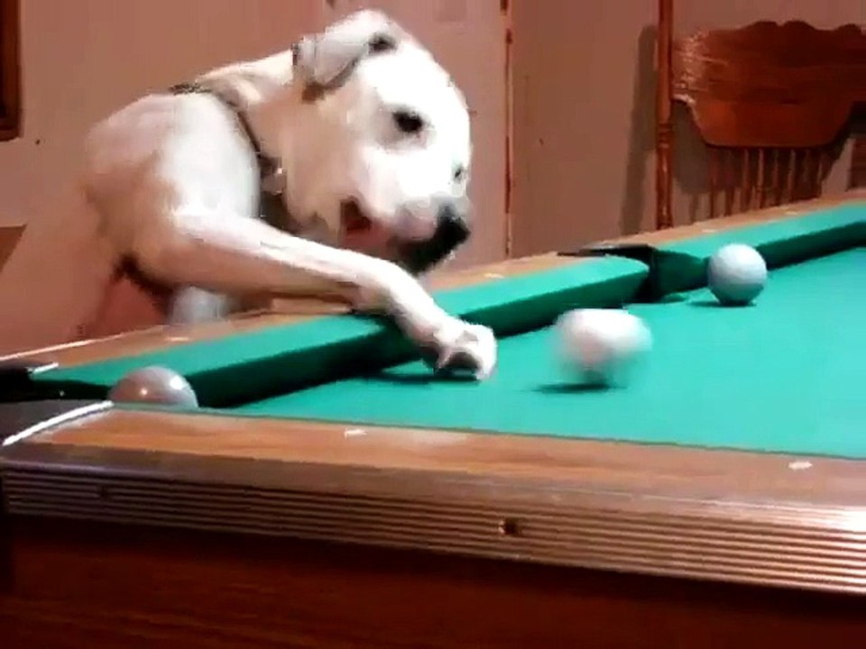 Le chien expert en billard