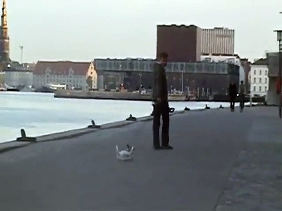 Un chien paresseux qui n'aime pas partir en balade