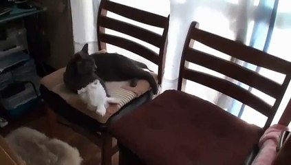 Un chat qui se transforme en lapin