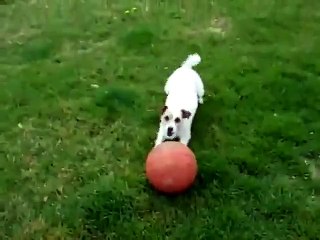 Un chien rapporte la ballle sur sa tête
