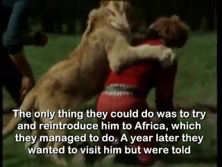 Christian le lion apprivoisé qui retrouve ses maîtres