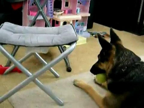 Qui a dit que les petites bêtes n'attaquaient jamais les grosses