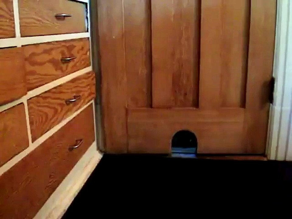 Un gros chat qui ne passe pas dans le trou de la porte