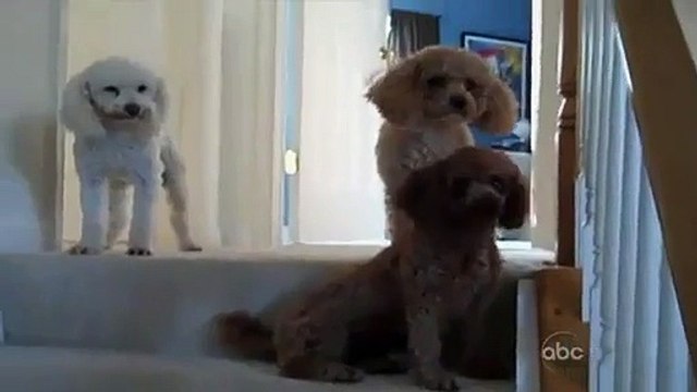 quel est le coupable parmis ces 3 caniches