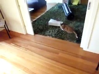 Un chat qui fait boule de bowling...